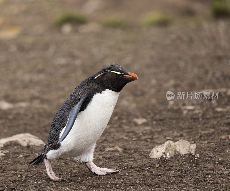 南跳岩企鹅，Eudyptes chrysocome，行走于福克兰群岛